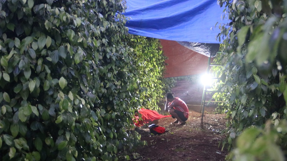 Điều tra vụ người đàn ông tử vong trong rẫy khi đi phun thuốc sâu - 1 Người thân đau buồn trước sự ra đi đột ngột của ông Tự (ảnh H.Đ)