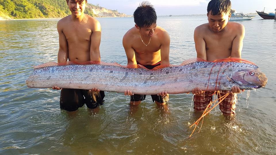 Cá mái chèo dài hơn 3m dạt vào bờ biển Hà Tĩnh - 1 Con cá mái chèo dài hơn 3m trôi dạt vào bờ biển Hà Tĩnh