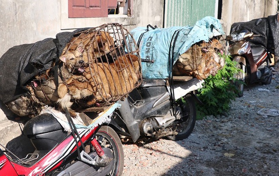 Chặt đứt đường dây trộm chó chuyên nghiệp, bắt giữ hàng loạt đối tượng - 2 Hàng chục con chó được nhét vào lồng sắt chờ mang đi tiêu thụ