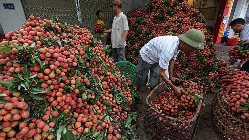 Hơn 80 doanh nghiệp Trung Quốc sang mua vải thiều - 1
Theo lãnh đạo Sở Công thương, vải thiều xuất đi Trung Quốc sẽ chiếm khoảng 40% sản lượng vải của toàn tỉnh