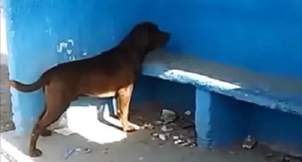 Chú chó thành hiện tượng lạ vì hàng ngày đến nhìn chằm chằm vào một bức tường xanh - 1 Chú chó nhìn chằm chằm vào bức tường màu xanh một cách bí ẩn