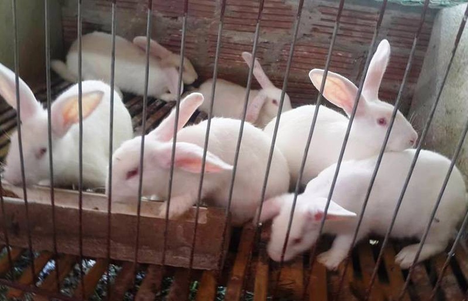 Nuôi thỏ ngoại dễ như… tập thể dục, đút túi 15 triệu đồng/tháng - 2 Ban đầu với số ít thỏ nuôi làm giống, đến nay trang trại của gia đình ông Huy có hơn 200 con thỏ mẹ, 800 con thỏ thương phẩm.