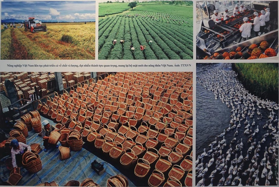 Nông nghiệp Việt Nam liên tục phát triển cả về chất và lượng, đạt nhiều thành tựu quan trọng, mang lại bộ mặt mới cho nông thôn Việt Nam. (Ảnh: TTXVN).