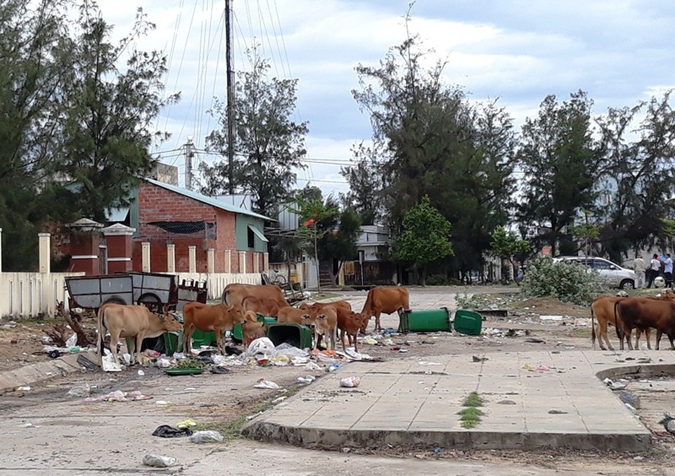 “Bãi rác” trước cửa ngõ xã bốc mùi hôi thối - 2 Khu vực tập kết rác thải ngay gần chợ Nhơn Lý, bốc mùi hôi thối nồng nặc