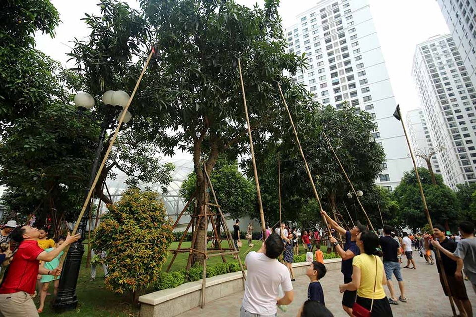 Chuyện lạ Hà thành: Dân phố kéo ra vỉa hè mở hội hái xoài - 5 Hàng chục người tham gia hái xoài