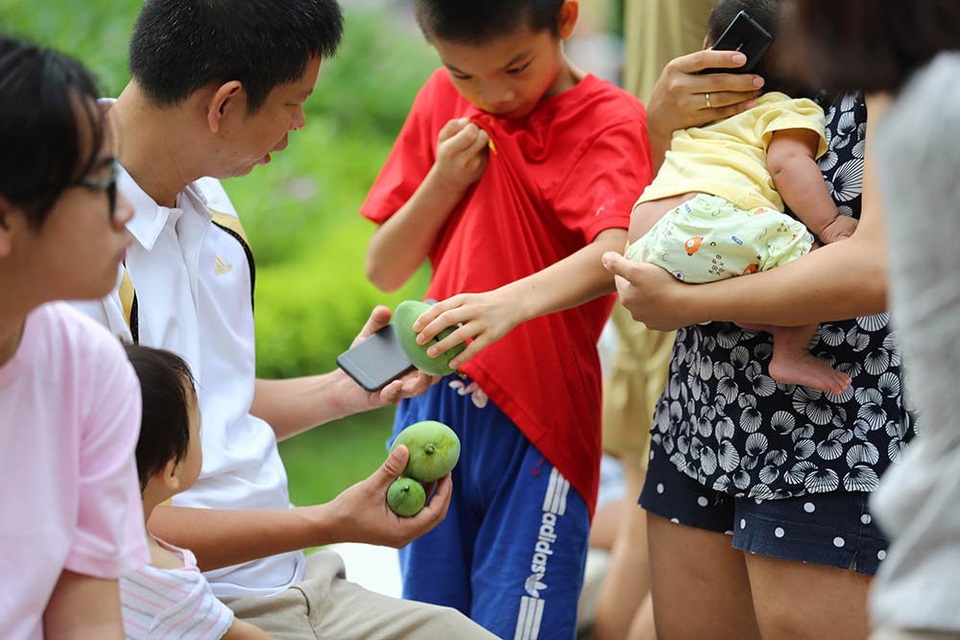 Chuyện lạ Hà thành: Dân phố kéo ra vỉa hè mở hội hái xoài - 2 Các cháu nhỏ nhiệt tình tham gia hái xoài
