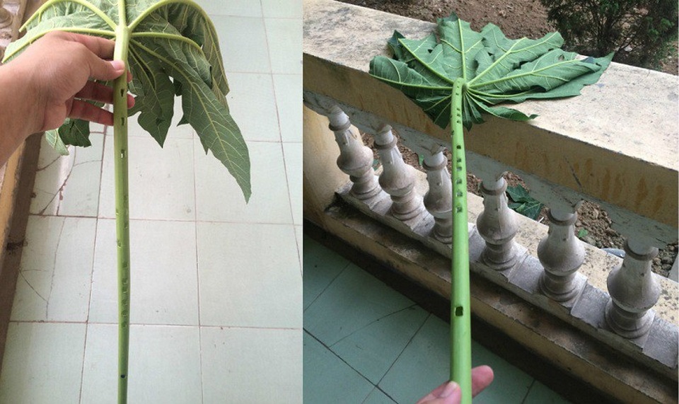 Biệt tài thổi sáo bằng cành cây đu đủ của chàng trai 9X - 3 Biệt tài thổi sáo bằng cành cây đu đủ của chàng trai 9X - 3