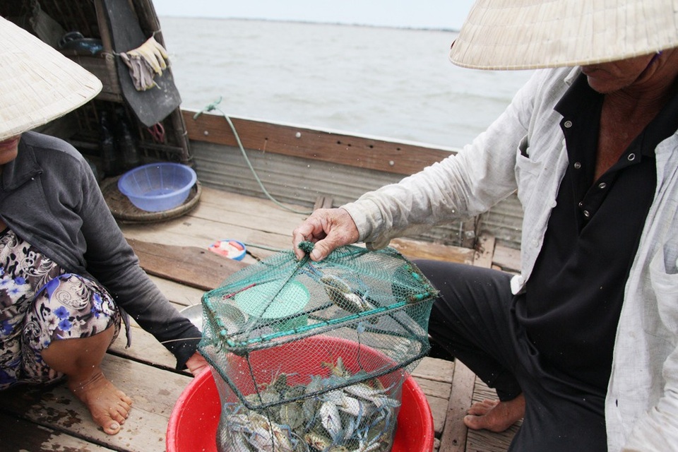 Một rổ ghẹ vừa được đánh bắt đưa lên ghe