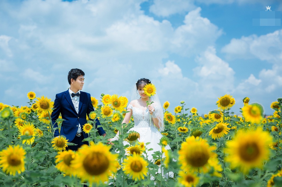 Được biết, nhằm phục vụ cho mục đích nâng cấp, cải tạo, cánh đồng hoa hướng dương này sẽ tạm thời được đóng cửa, vườn hoa sẽ được mở cửa trở lại vào giữa tháng 9 tới. Ảnh: Xuân Kiên