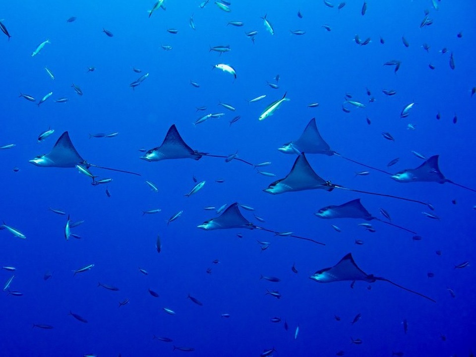 11 lý do nên đến Maldives càng sớm càng tốt - 10