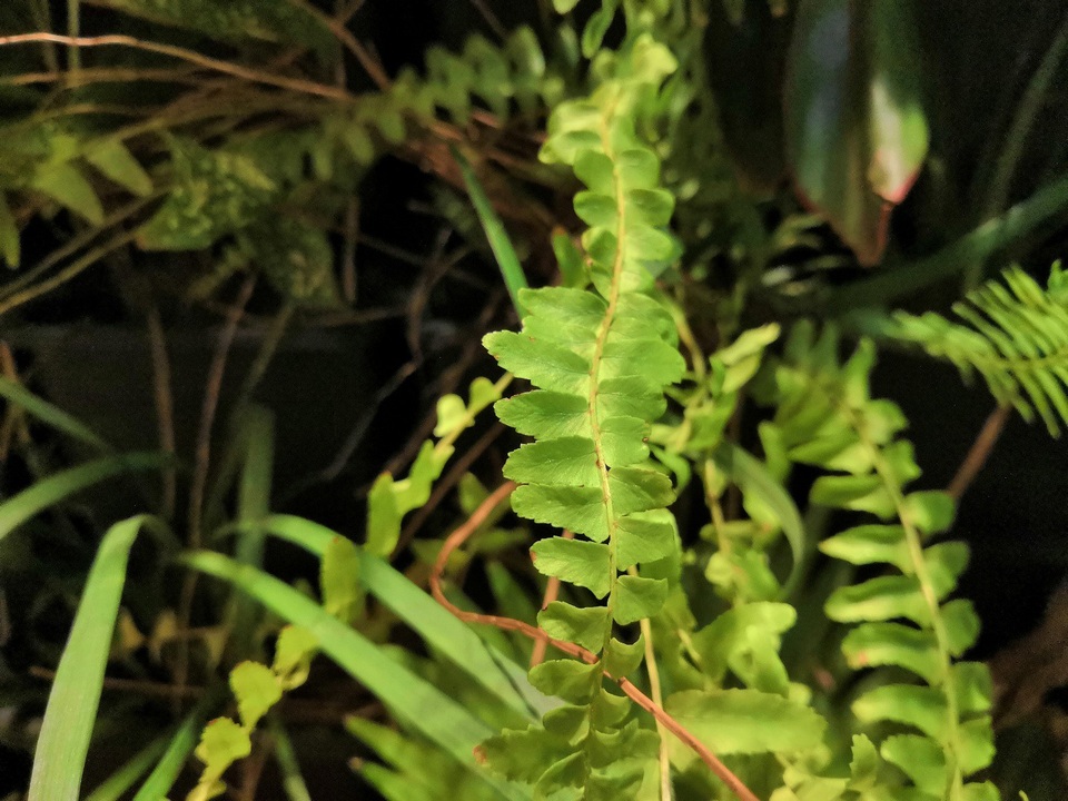 Đánh giá chi tiết pin Honor 10 qua một ngày sử dụng - 3