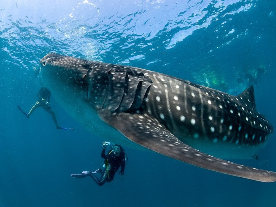 11 lý do nên đến Maldives càng sớm càng tốt - 5