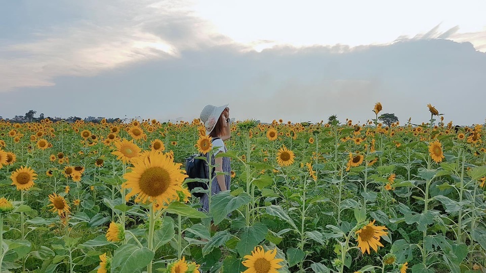 Thời gian lý tưởng để ngắm hoa và lưu lại những khoảnh khắc đẹp là buổi sáng từ 7-8 giờ hoặc buổi chiều từ 15-17 giờ. Đây là thời điểm hoa bung nở rực rỡ nhất. Ảnh: Xuân Kiên