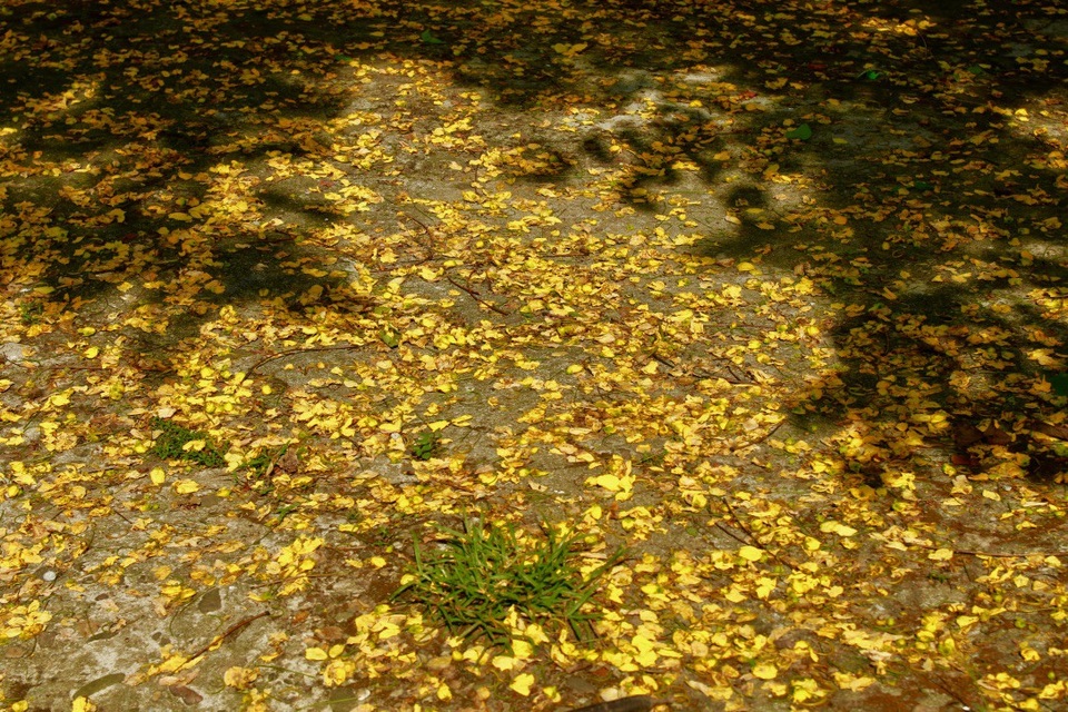 Hoa muồng hoàng yến rụng vàng một góc đường