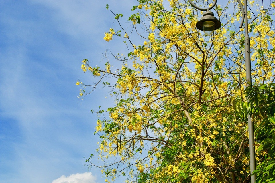 Dọc các tuyến đường trong thành phố Huế như Bến Nghé, Phan Bội Châu, Ngô Quyền, Lê Huân,… không khó để bắt gặp những dải hoa bò cạp vàng rực rỡ.