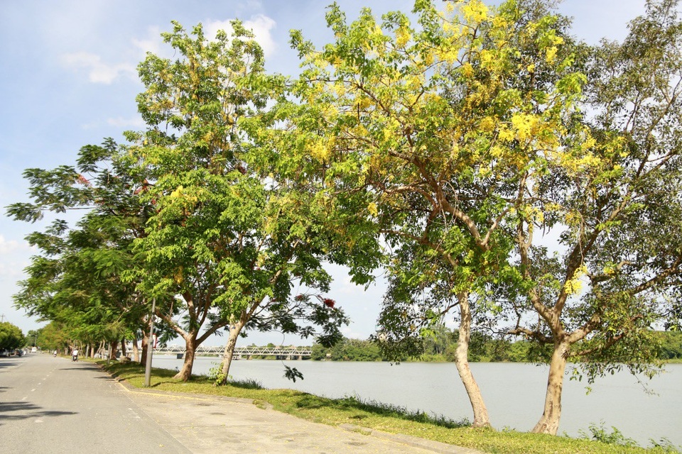 Không những chỉ được trồng làm cảnh, loài cây này còn được dùng chữa các chứng bệnh như sốt cao, cảm lạnh, rối loạn đường ruột, viêm khớp, táo bón, các dạng xuất huyết hoặc chảy máu, các rối loạn tim mạch, các bệnh thần kinh, chứng thừa axit trong dạ dày,…