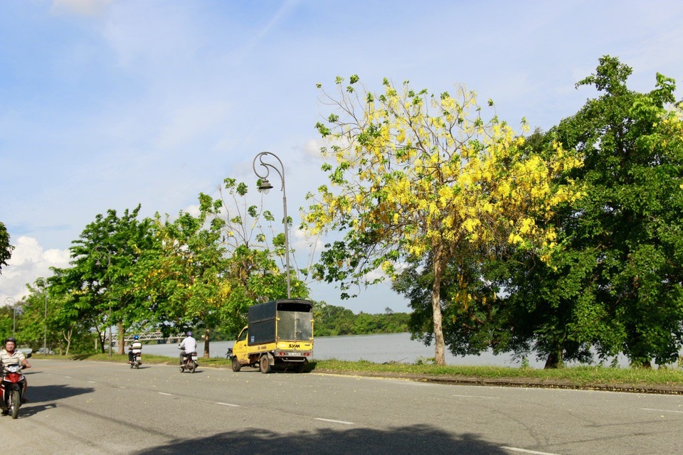 Những cây bò cạp vàng nở đầy hoa