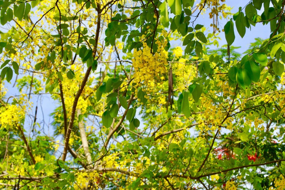 Màu hoa vàng dễ chịu