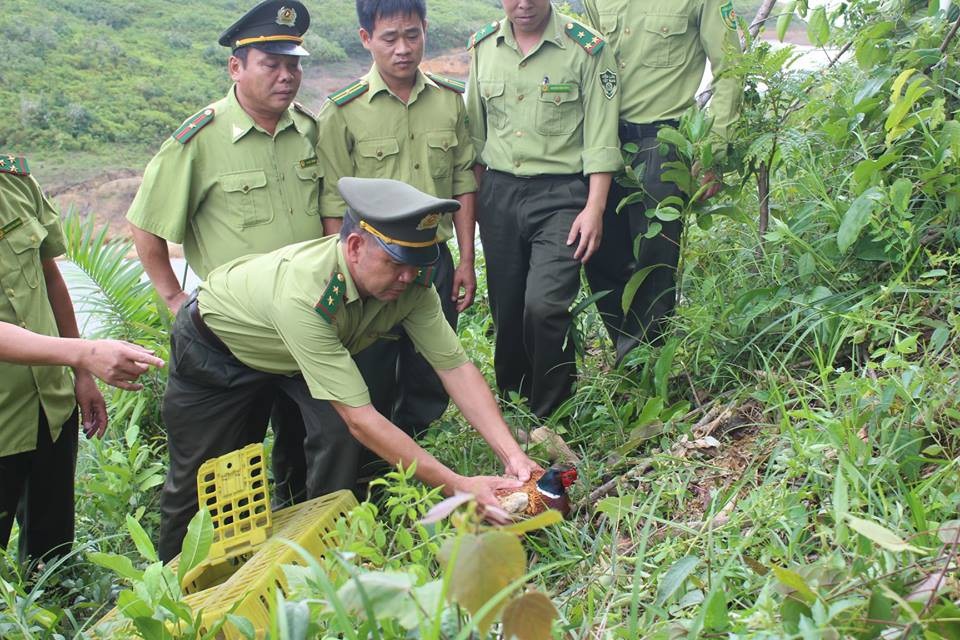 Thả một cá thể chim trĩ đỏ quý hiếm về tự nhiên - 1
Con chim trĩ được lực lượng chức năng thả về tự nhiên
