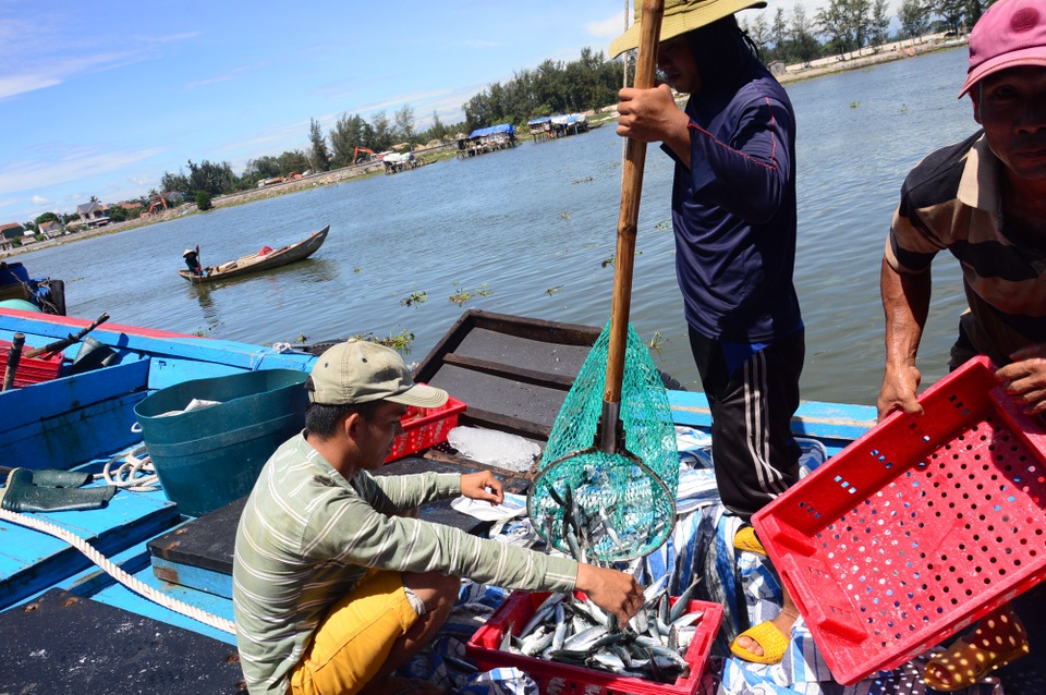 Quảng Ngãi: Ngư dân kiếm hàng chục triệu đồng sau một đêm ra khơi - 1 Nhiều ngày qua, tàu cá của ngư dân Quảng Ngãi trúng đậm cá nục suông