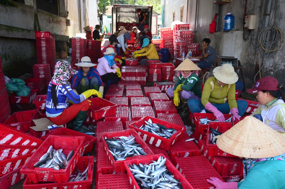 Quảng Ngãi: Ngư dân kiếm hàng chục triệu đồng sau một đêm ra khơi - 3 Sau một đêm ra khơi, tàu cá của ngư dân Quảng Ngãi có thể kiếm được hàng chục triệu đồng
