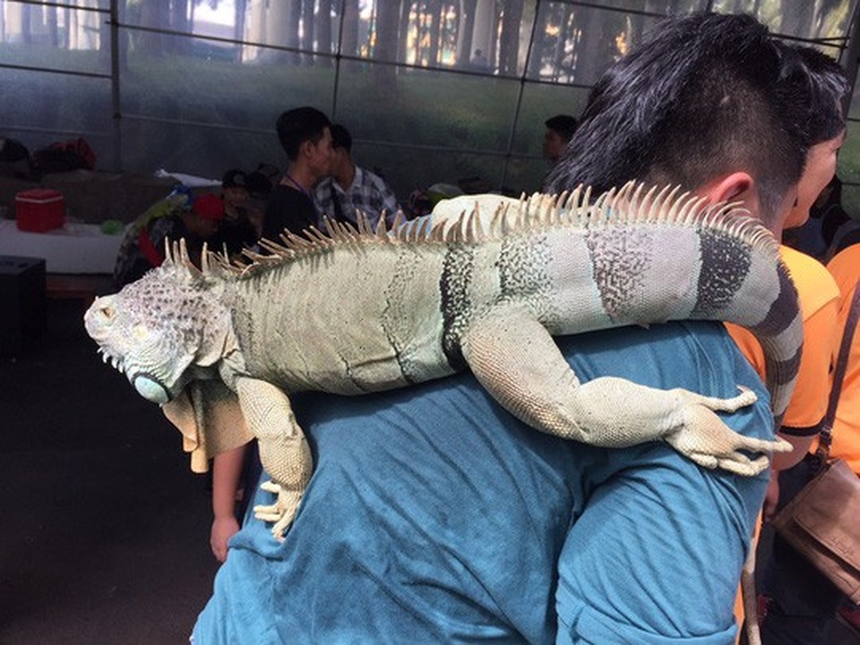 Bỏ trăm triệu mua đại bàng, cự đà làm thú cưng - 2 Kỳ đà với thân hình to lớn còn gọi là cự đà