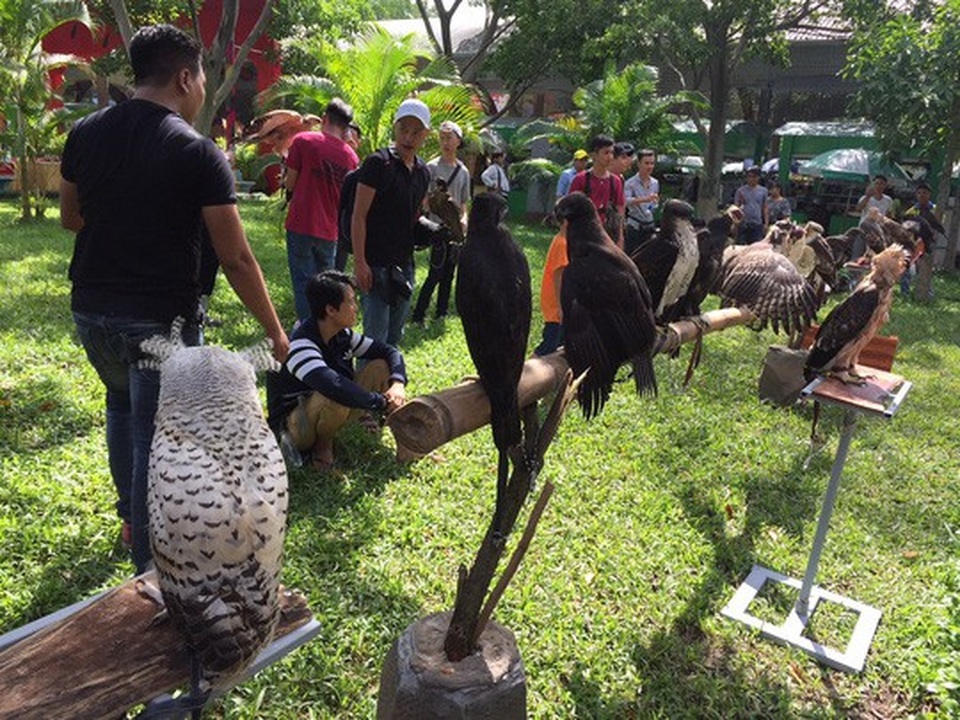 Bỏ trăm triệu mua đại bàng, cự đà làm thú cưng - 11 Nhiều người thích thú ngắm chim đại bàng