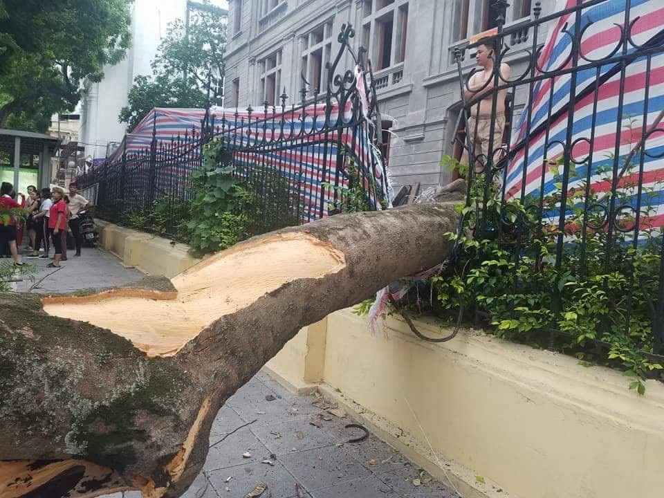 Hà Nội: Cây cổ thụ bật rễ, đè trúng 5 người trên phố Quán Sứ - 5 Phần thân cây phượng đổ từ phía trong công trình đang xây dựng ra ngoài đường.
