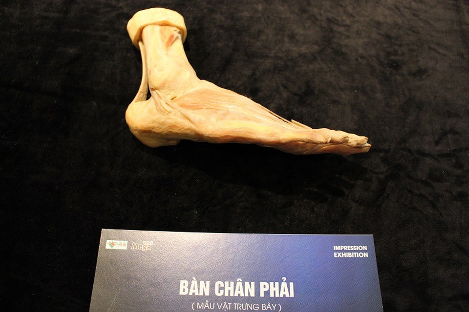 Triển lãm sẽ giúp người tham quan hiểu rõ về cấu tạo của cơ thể