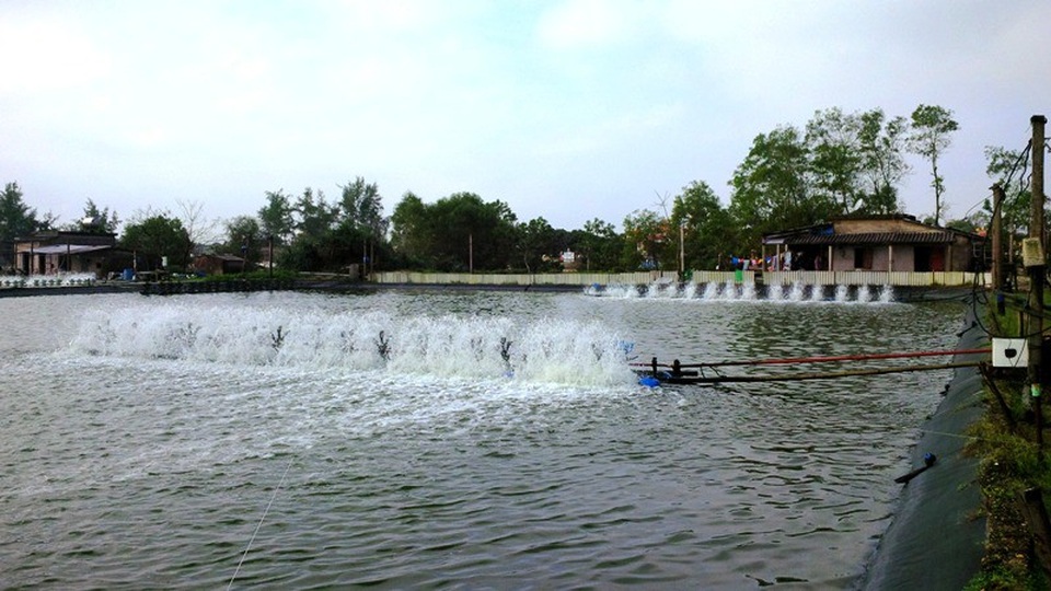 Chưa hết nỗi lo dịch bệnh, người nuôi tôm ngậm ngùi vì rớt giá thê thảm! - 3 Việc vệ sinh ao nuôi phải tuân thủ đúng yêu cầu kỹ thuật để hạn chế mầm bệnh trên tôm