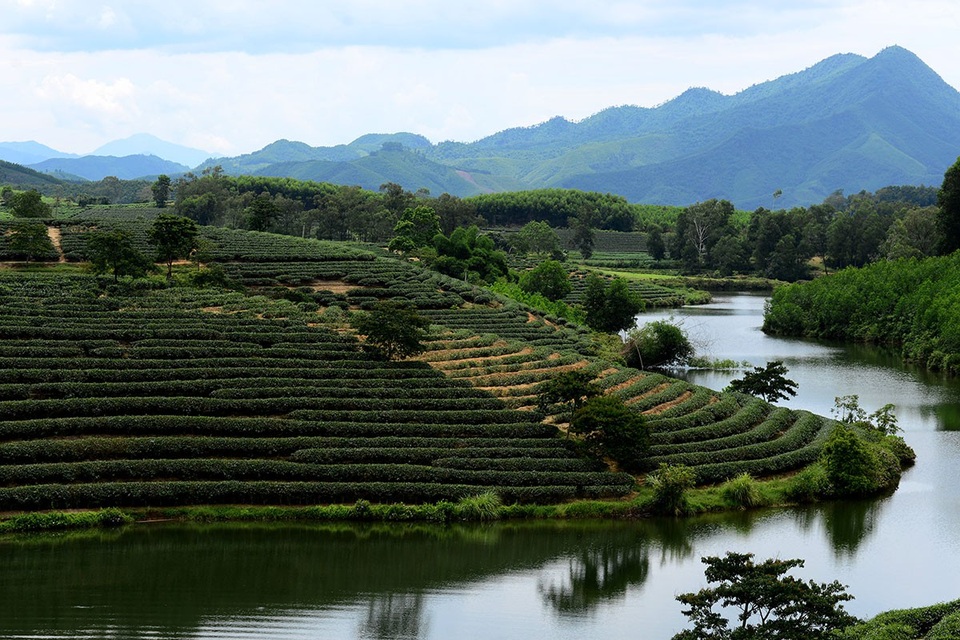 "Check in" đồi chè đẹp như tranh vẽ - 8 Ngoài dịch vụ du lịch, người dân ở huyện Thanh Chương còn thu nhập thêm từ chè.