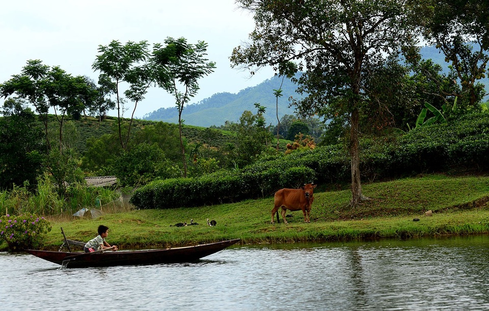 "Check in" đồi chè đẹp như tranh vẽ - 4 Cậu bé thành thục với công việc chèo thuyền xuôi theo lòng hồ.