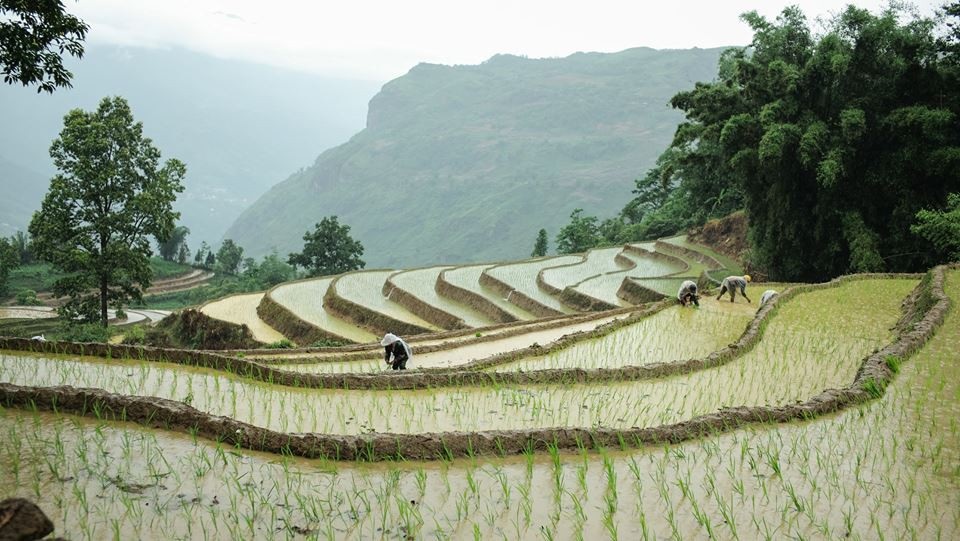 "Phượt" mùa nước đổ ruộng bậc thang... - 3 Cấy trong mưa