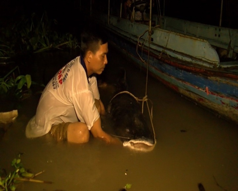 Bắt được cá lăng nặng trên 100kg trên sông Tiền - 1 Nhân viên nhà hàng đang chuẩn bị chuyển con cá lăng lên bờ