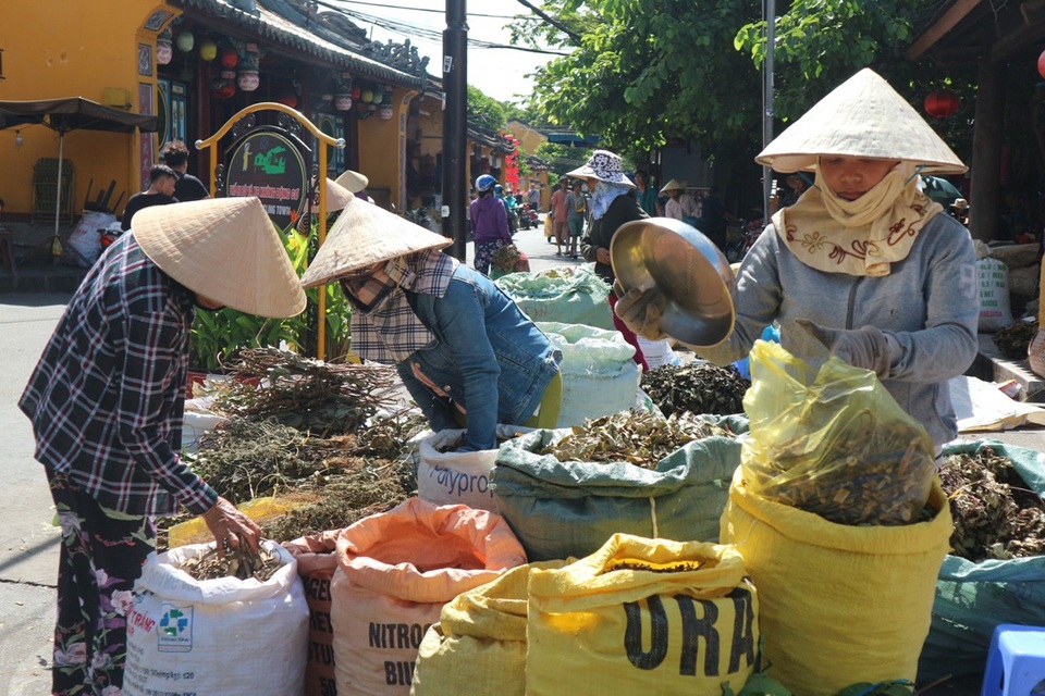 Nhộn nhịp vào vụ lá mùng Năm - 2 Những ngày này, chợ Hội An như nhộn nhịp hơn hẳn người bán người mua tấp nập. Mỗi năm chỉ có vài ngày, nên mọi người tranh thủ mua thật nhiều để dành uống quanh năm