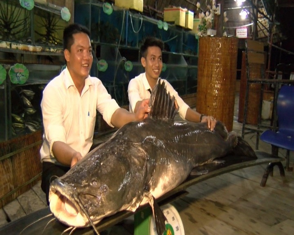 Bắt được cá lăng nặng trên 100kg trên sông Tiền - 3 Con cá lăng khủng này nặng trên 100kg
