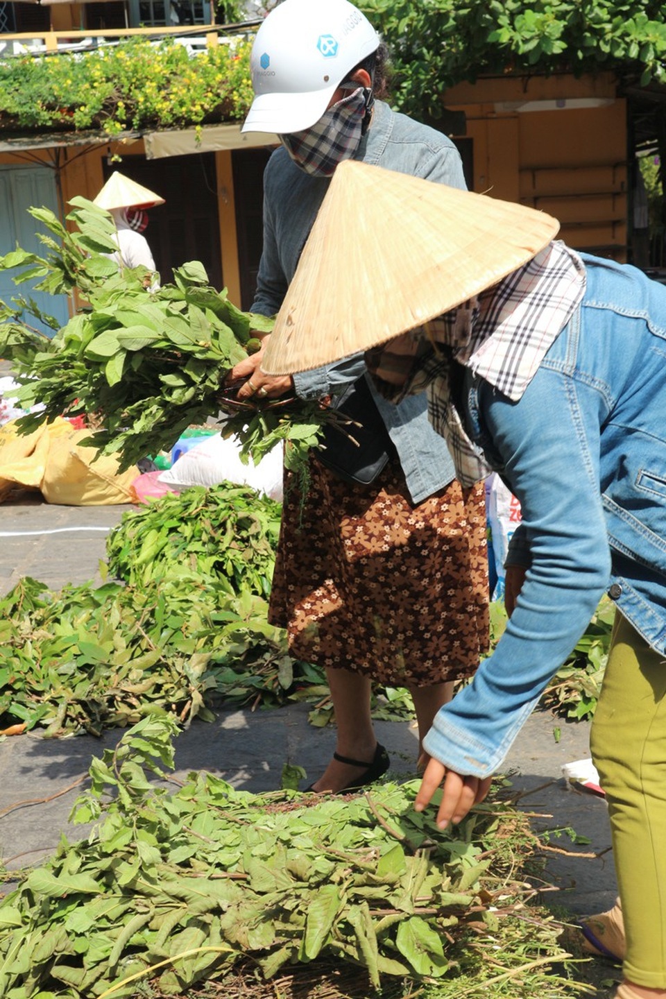 Nhộn nhịp vào vụ lá mùng Năm - 3
Ôm mớ lá khoảng trên dưới chục loại gồm: rẻ quạt, chó đẻ, bầu đường, hương nhu, vối... bày bán ở chợ Hội An (Hội An, Quảng Nam), bà Nguyễn Thị Liên (thôn 3, xã Thăng Phước, Hiệp Đức) cho biết, hầu hết lá này được hái trên rừng nhưng dạo này người ta phát quang nhiều nên chẳng còn lại bao nhiêu, phải đi thật xa mới có thêm nhiều nhưng khá vất vả