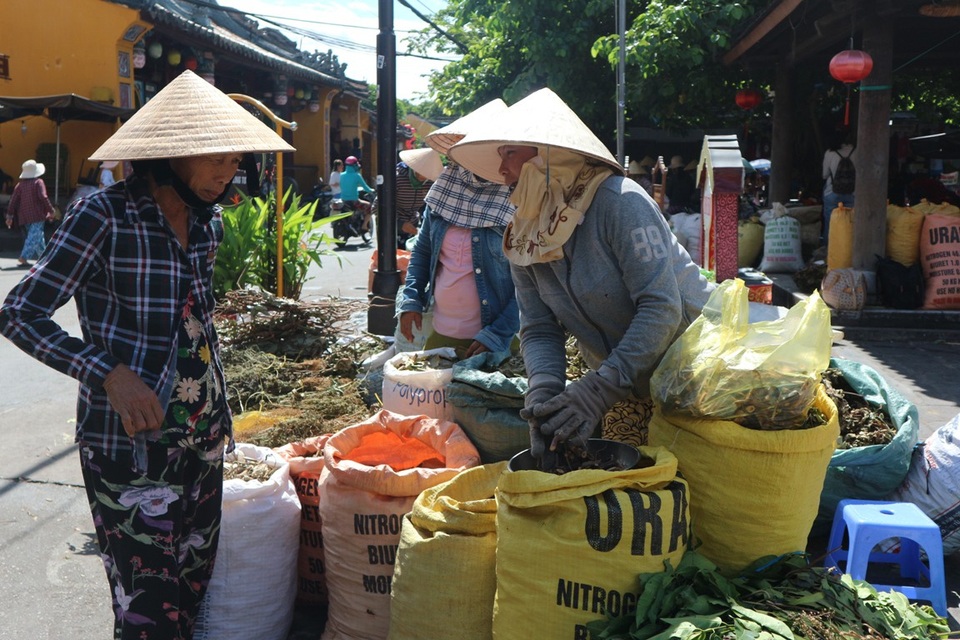 Nhộn nhịp vào vụ lá mùng Năm - 4 Bà Lê Thị Chín (Hội An) cho biết, tôi phải đi dạo quanh chợ mua cho đủ các loại lá nào rẻ quạt, hương nhu, vối… vừa đi vừa hỏi người bán kiểm tra giúp. Mỗi năm chỉ có một đợt này nên mình phải tranh thủ, tôi mua thật nhiều rồi để dành uống