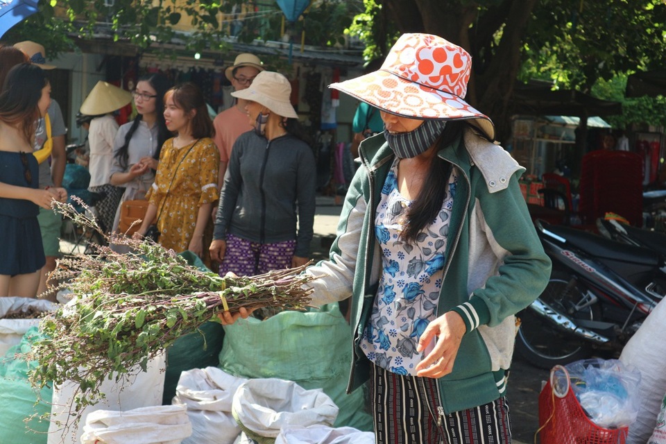 Nhộn nhịp vào vụ lá mùng Năm - 5 Chị Phan Thị Năm ở xã Duy Phú (Duy Xuyên) còn lên cánh rừng gần nhà đào bới rễ dủ dẻ và hái nhánh huỳnh đàn, bổ sung cho gánh hàng lá của mình ở chợ Hội An, vì đa số người thích chọn mỗi loại một ít. Mỗi bó lá đủ loại chỉ vài chục ngàn đồng, lặn lội đào, hái, mỗi ngày chị Năm thu nhập chừng 100 nghìn đồng. Với chị, việc hái lá mùng Năm không chỉ để mưu sinh mà là niềm đam mê từ hơn chục năm qua