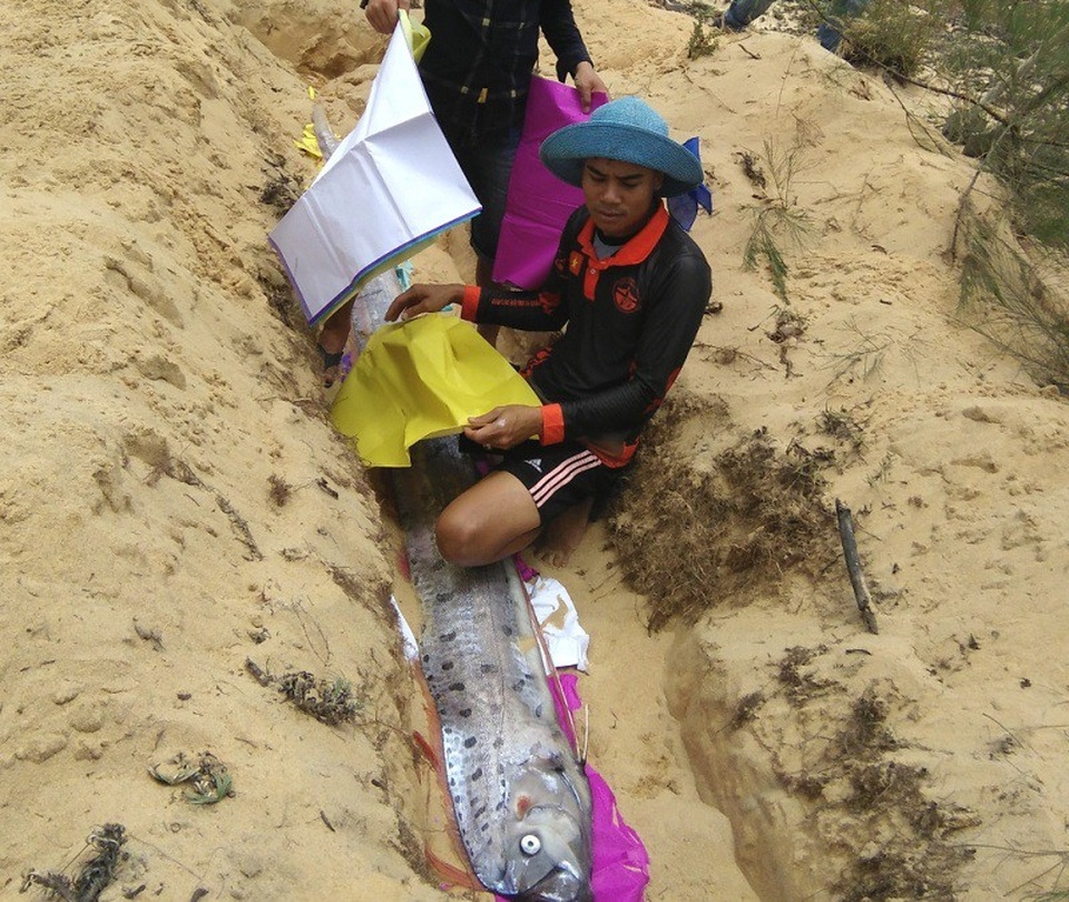 Con cá hố rồng thứ 7 chết dạt vào bờ biển Quảng Bình trong hơn 10 ngày qua