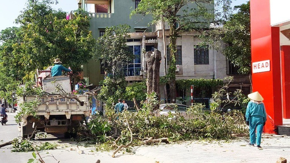 Quảng Bình: Cấp phép cho doanh nghiệp chặt hạ cây xanh để lấy mặt tiền buôn bán! - 1 Hai cây hoa sữa cổ thụ trước Công ty CP Hưng Phát bị đốn hạ, di chuyển...