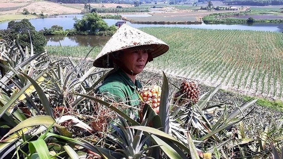 Dứa Việt thối đầy đồng không ai ăn, dân săn dứa ngoại đắt gấp 75 lần - 1
Những ngày gần đây, người dân trồng dứa tại Thanh Hóa đang “lao đao” vì giá dứa càng ngày càng giảm sâu. Ảnh: N.T.