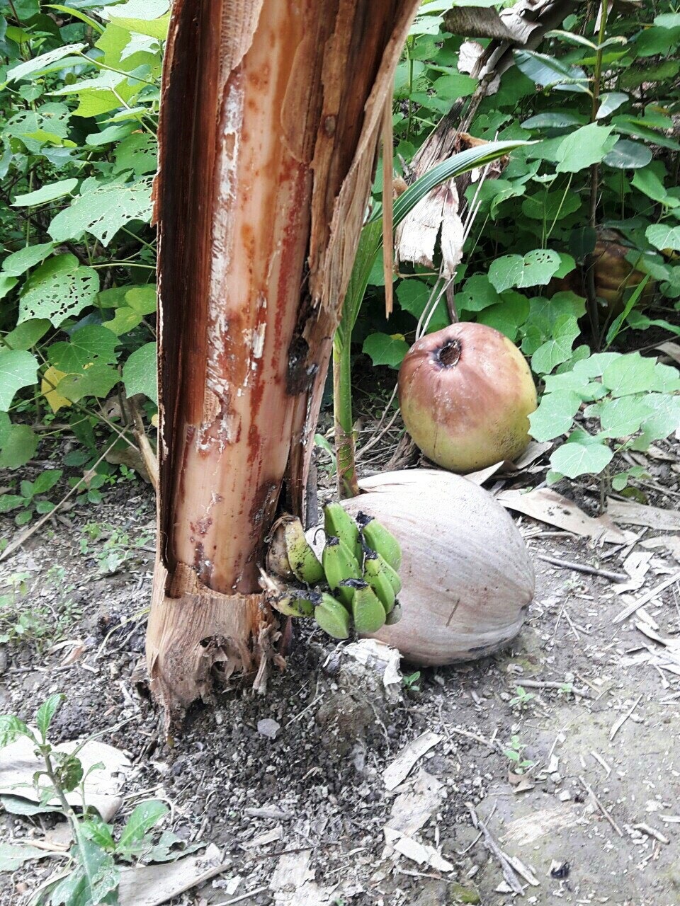 Độc lạ cây chuối trổ buồng ở gốc chỉ đúng... một nải chuối - 2 Ở góc cây chuối trổ ra một buồng chuối nhưng chỉ đúng một nải chuối