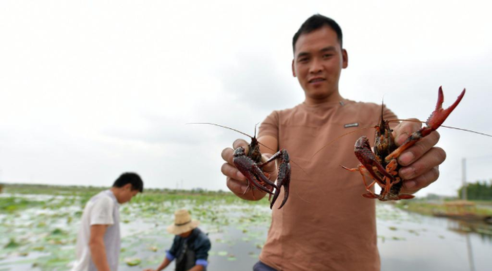 Nga nhập 10 vạn con tôm từ Trung Quốc “đãi” dân nhậu mùa World Cup - 2 Người Trung Quốc coi tôm càng là một món ăn ngon. (Nguồn: Xinhua)
