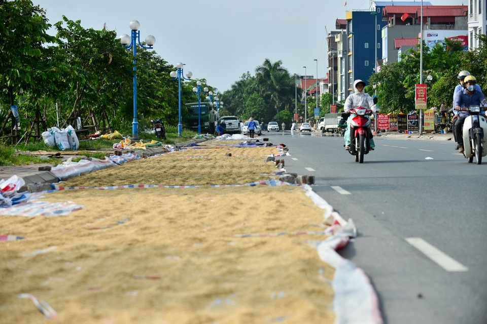 Người dân phơi thóc chiếm gần hết đoạn đường ở Hà Nội - 3
Thóc phơi trên lòng đường kèm gạch đá chặn vải bạt, tạo thành chướng ngại vật trên mặt đường.