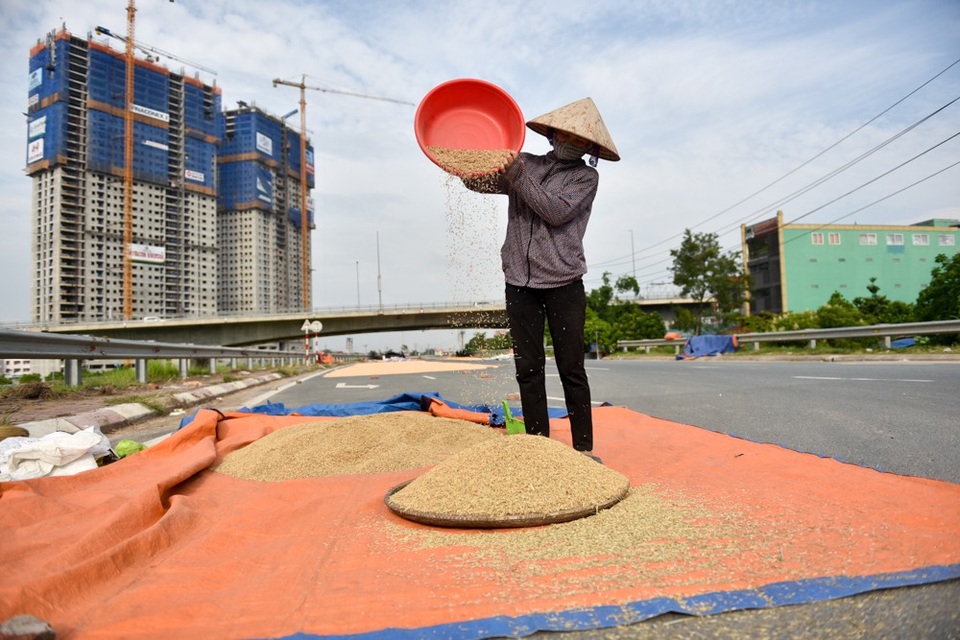 Người dân phơi thóc chiếm gần hết đoạn đường ở Hà Nội - 6
Thông thường, thóc hay nông sản sẽ được phơi khoảng 2-3 ngày thì đủ nắng.