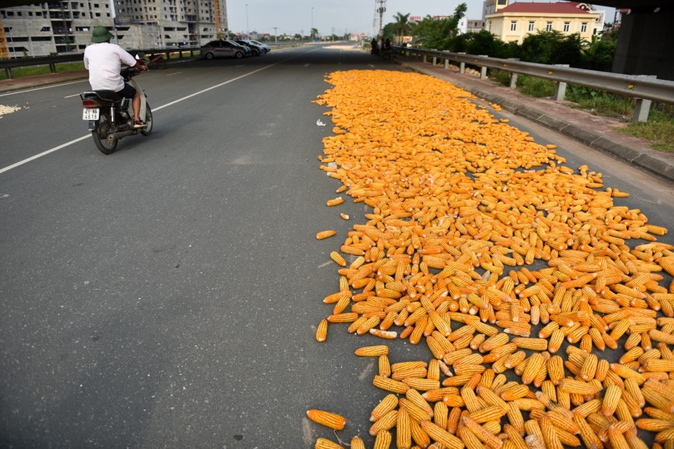 Người dân phơi thóc chiếm gần hết đoạn đường ở Hà Nội - 9
Ngô để tràn lan dưới lòng đường.