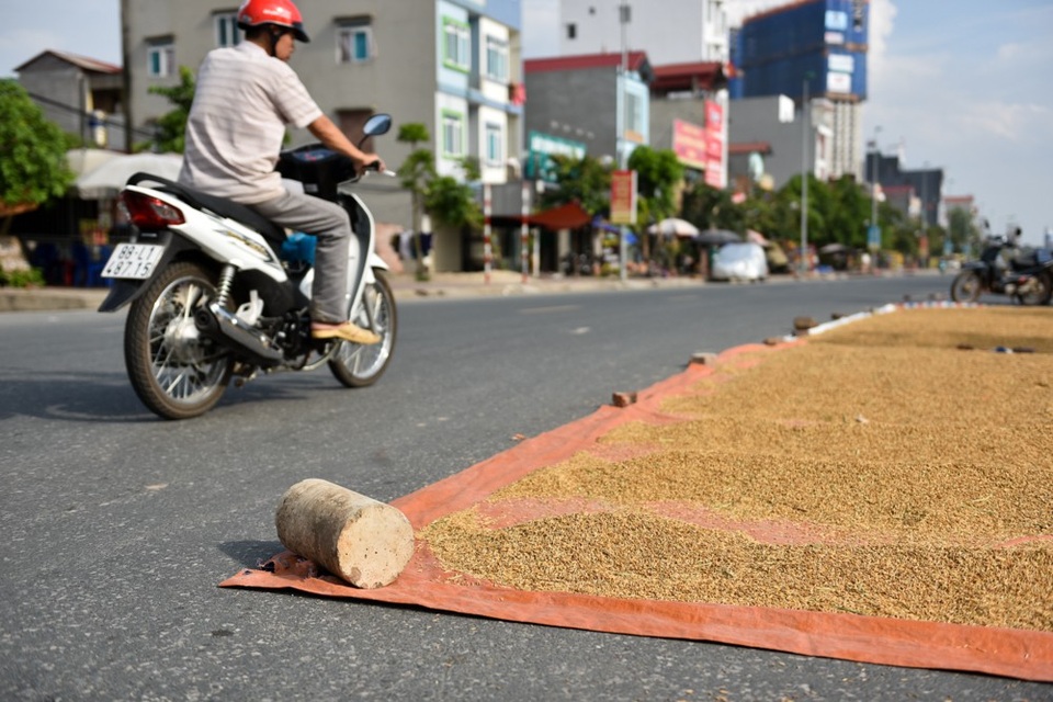 Người dân phơi thóc chiếm gần hết đoạn đường ở Hà Nội - 8
Nhiều vật cản xuất hiện trên đường tại các điểm phơi thóc.