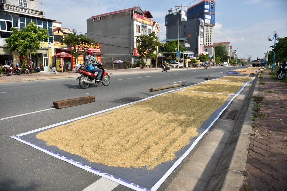 Người dân phơi thóc chiếm gần hết đoạn đường ở Hà Nội - 4
Một số người dân ở đây cho hay, có biết việc phơi nông sản trên đường là sai nhưng do không có chỗ nào khác để phơi nên vẫn làm.