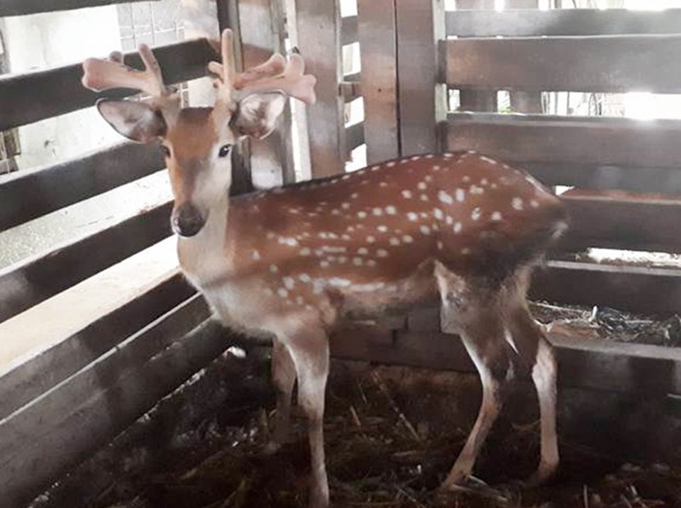 Chú hươu sở hữu cặp nhung kỳ lạ